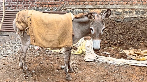 Donkey