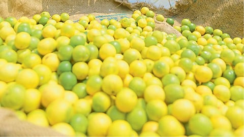 Lemon