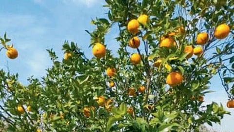 Orange Orchard