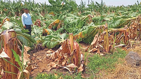 Crop Damage