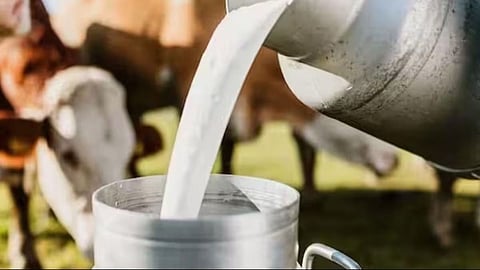 Cow Milk Subsidy