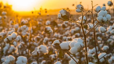 Cotton