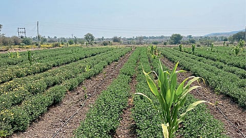 Flower Farming