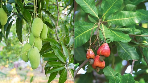 Mango and Cashew Tree