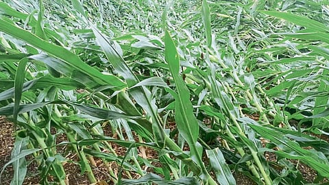Crop Damage