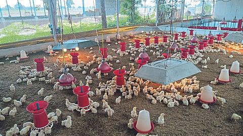 Poultry