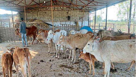Fodder Shortage