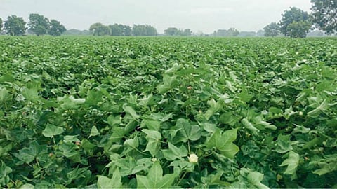 Cotton