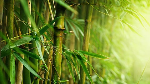 Bamboo