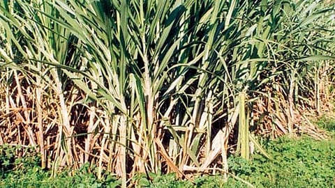 Sugarcane
