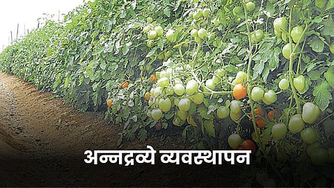 Crop Nutrient Management