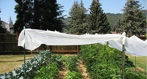 Vegetables Protect From Heat