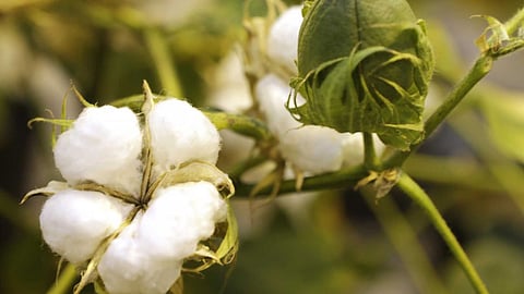 Cotton