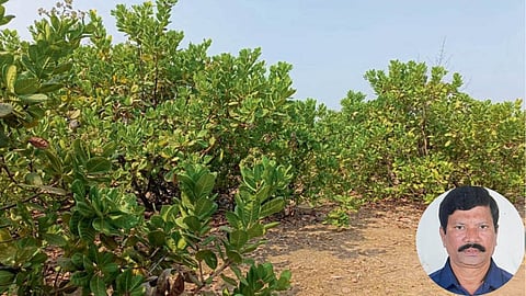 Cashew Farming
