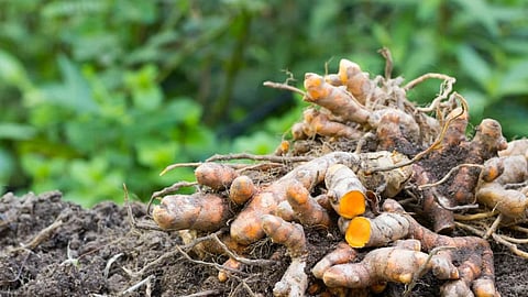 Turmeric