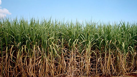Sugarcane