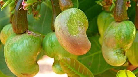 Cashew Seeds