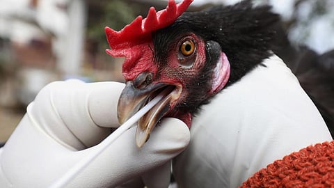 Bird Flu