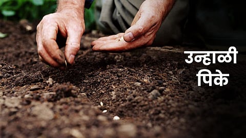 Summer Crop Sowing