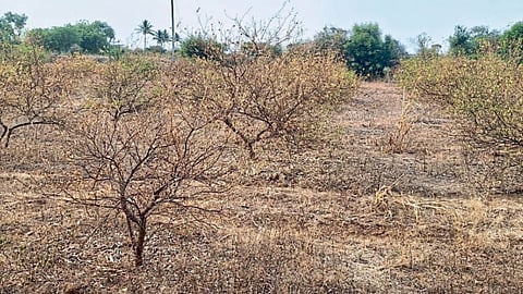 Fodder Shortage