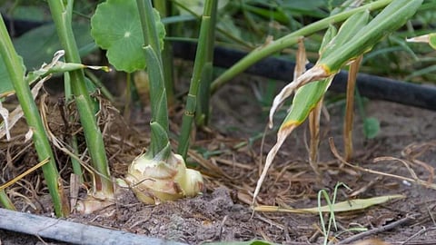 Ginger Seed