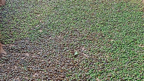 Hirda Crop