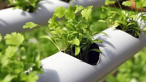 Hydroponics Farming