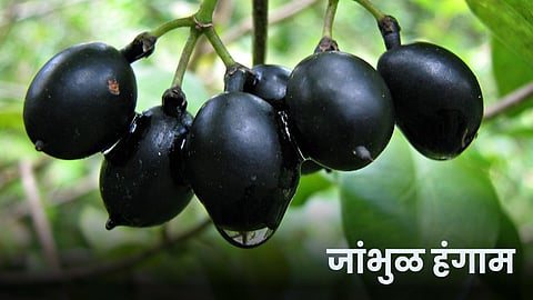 Jamun Season