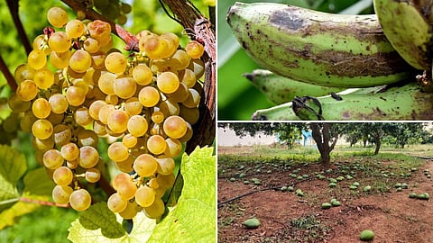 Crop Damage