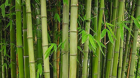 Bamboo Farming