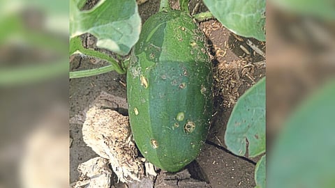 Watermelon