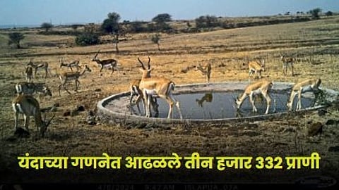 Animal Census