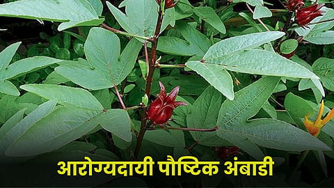 Ambadi Vegetable