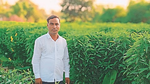 Green Manuring