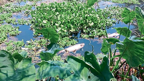 Water Pollution