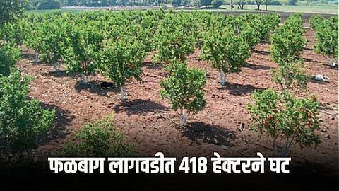 Orchard Cultivation