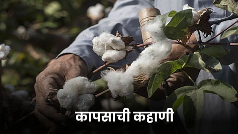 Cotton