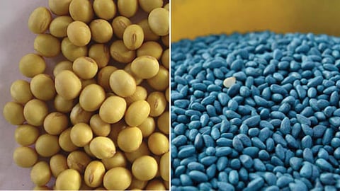 Soybean and Cotton