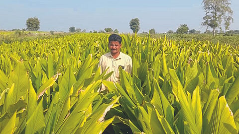 Turmeric Farming