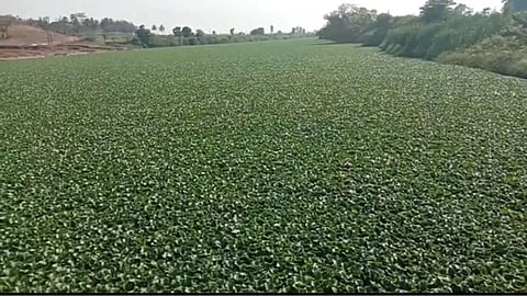 Kolhapur River Pollution