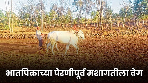 Agriculture