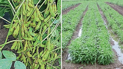 Soybean Farm