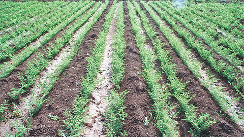 Chana Farming