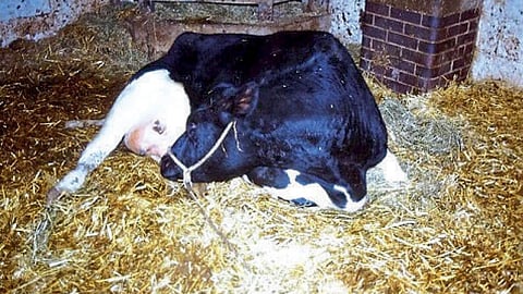 Animal