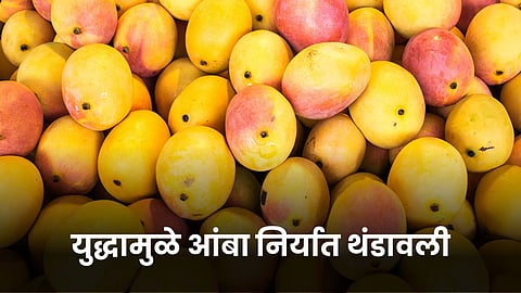 Mango Export