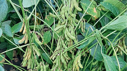Soybean