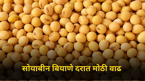 Soybean