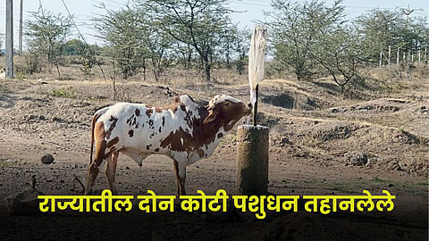 Animal Thirsty