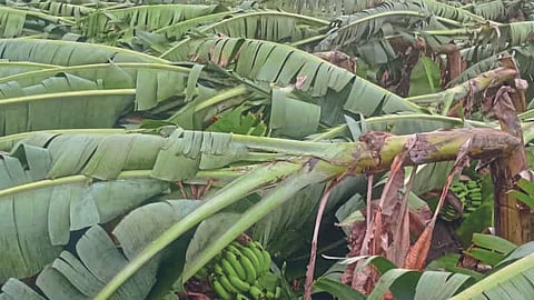 Crop Damage