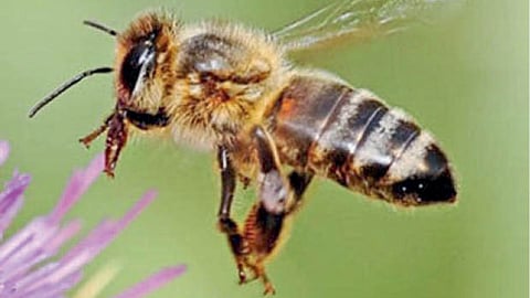 Beekeeping